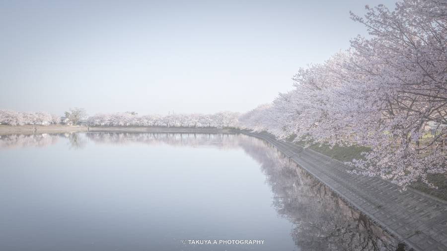 奈良県の絶景 唐古・鍵遺跡の桜
