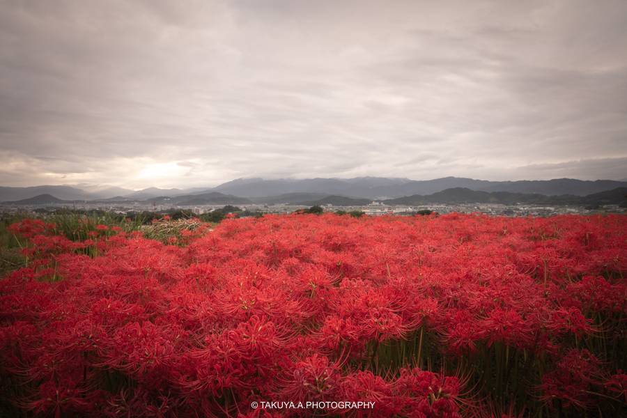 奈良県の絶景 九あ品寺の彼岸花と朝日