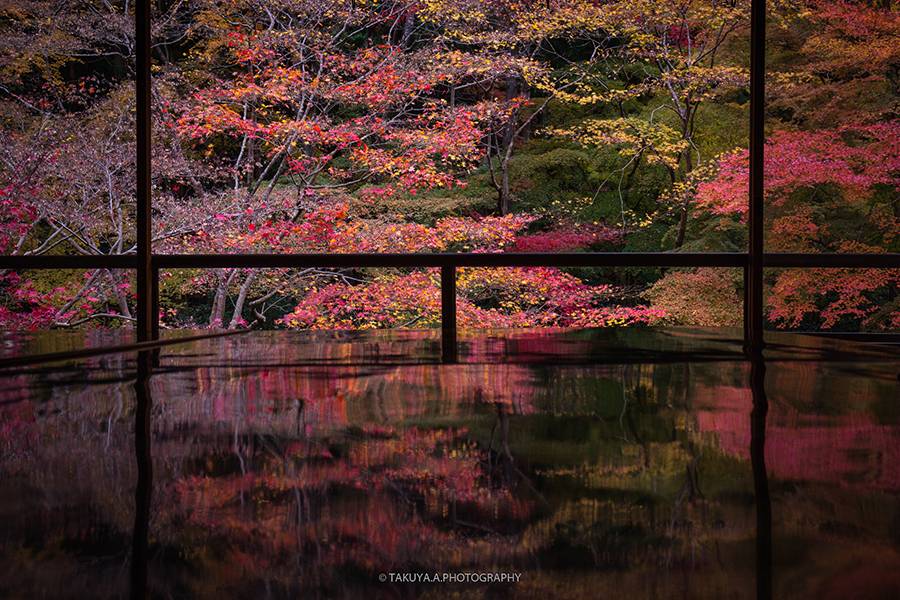 京都府の絶景 瑠璃光院の紅葉