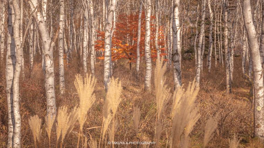 長野県の絶景 八千穂高原白樺群生地の紅葉