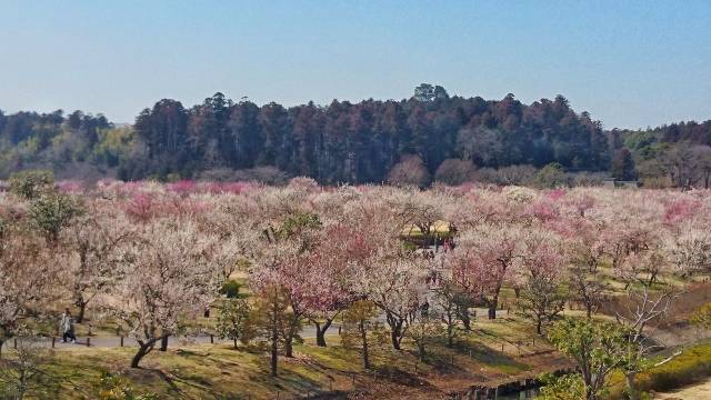 茨城県の絶景 偕楽園の梅