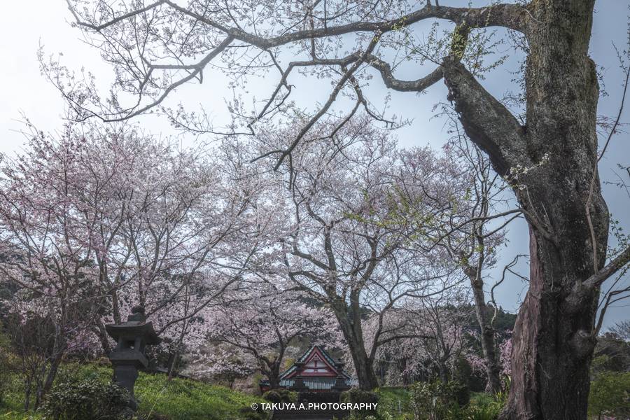 静岡県の絶景 興徳寺の富士山と桜と菜の花