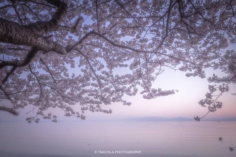 滋賀県の絶景 長浜城（豊公園）の桜