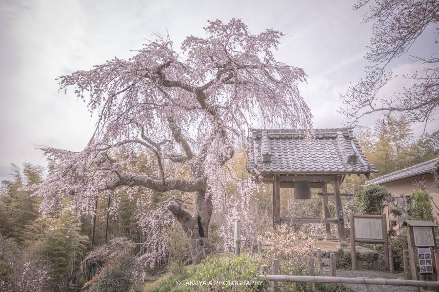 京都府の絶景 地蔵禅院の枝垂れ桜