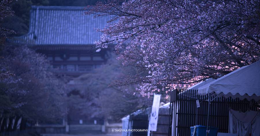 京都府の絶景 醍醐寺の桜