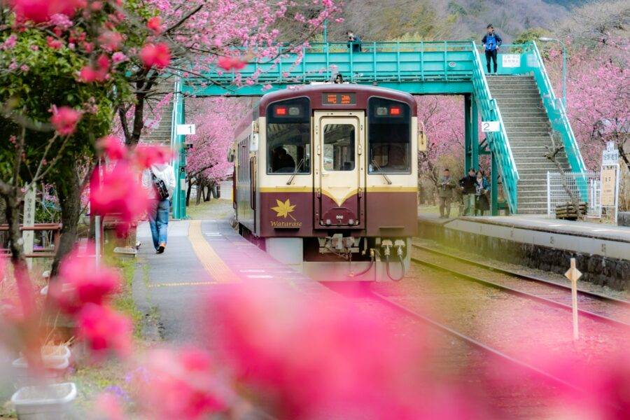 群馬県の絶景 わたらせ渓谷鉄道神戸駅の花桃