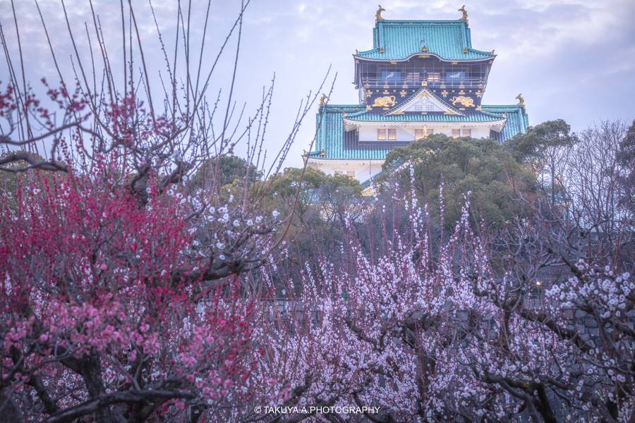 大阪府の絶景 大阪城の梅