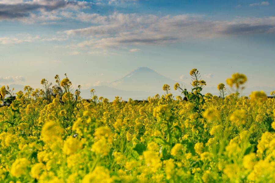 神奈川県の絶景 長井海の手公園ソレイユの丘の菜の花