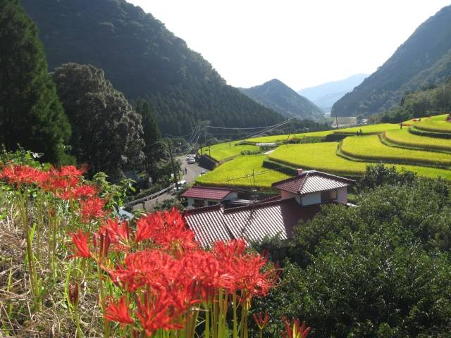 熊本県の絶景 番所の棚田の彼岸花