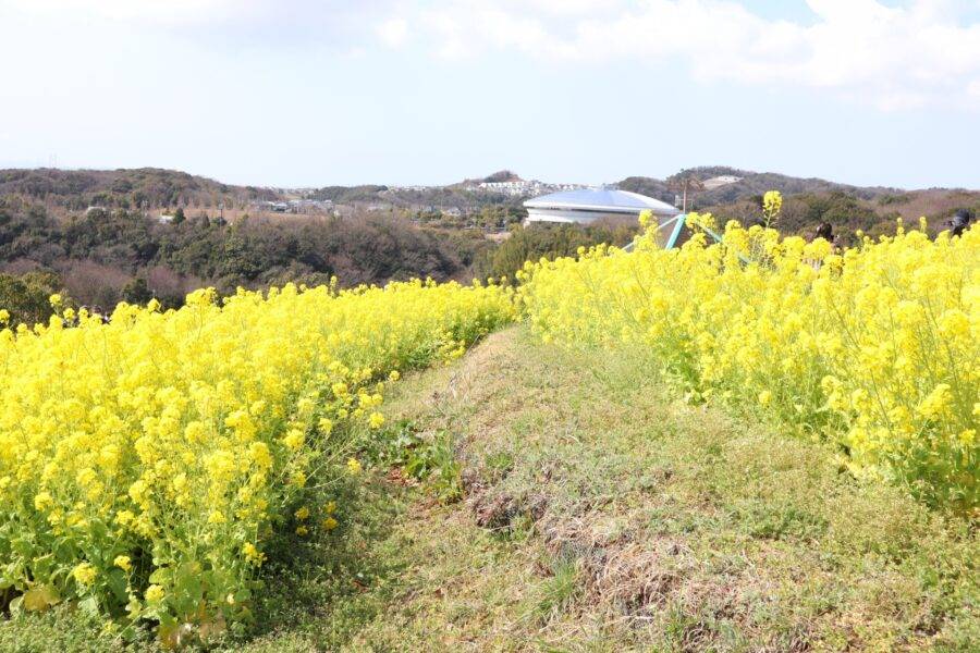兵庫県の絶景 神戸総合運動公園の菜の花