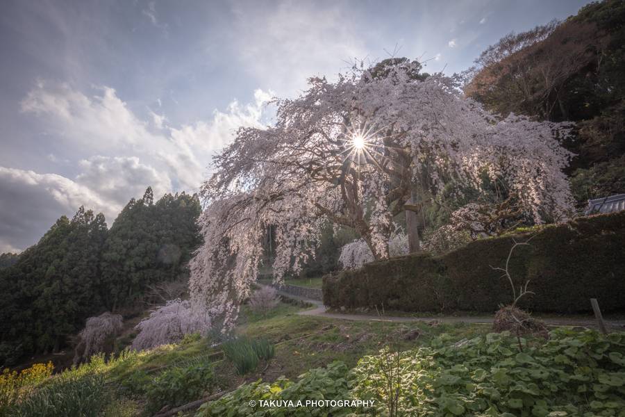 高知県の絶景 中越家のしだれ桜