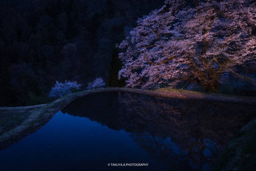 長野県の絶景 駒つなぎの桜ライトアップ