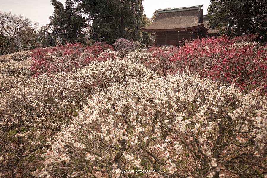 大阪府の絶景 道明寺天満宮の梅