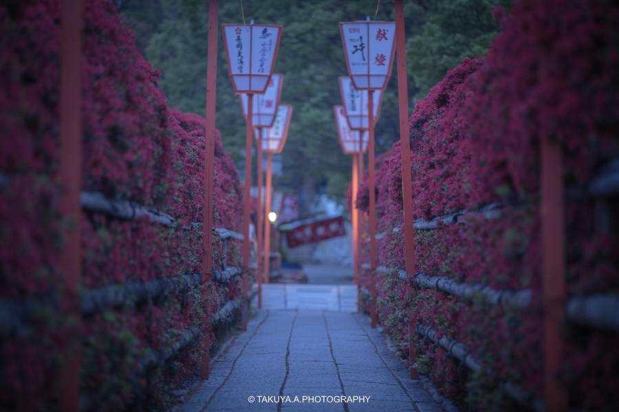 京都府の絶景 長岡天満宮のキリシマツツジ