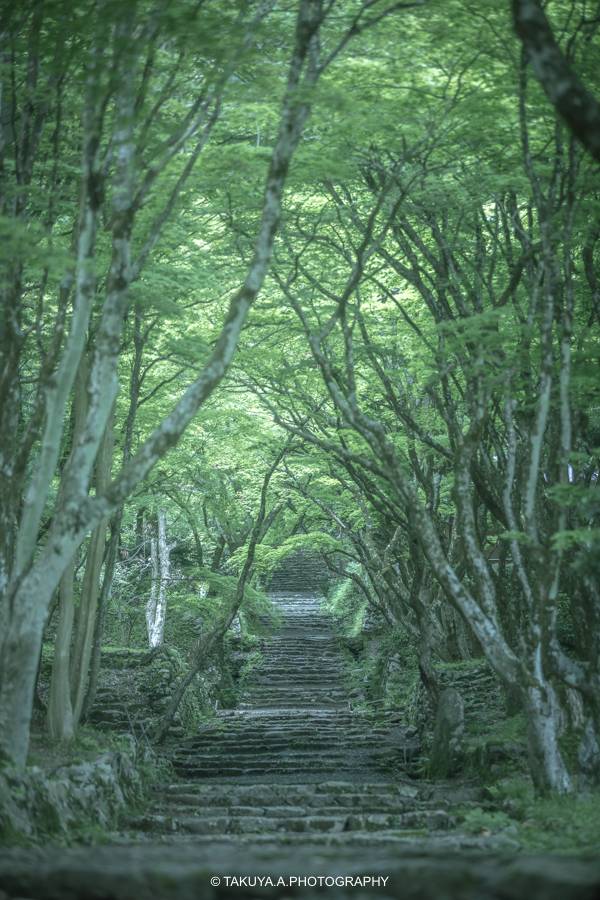 滋賀県の絶景 鶏足寺の新緑