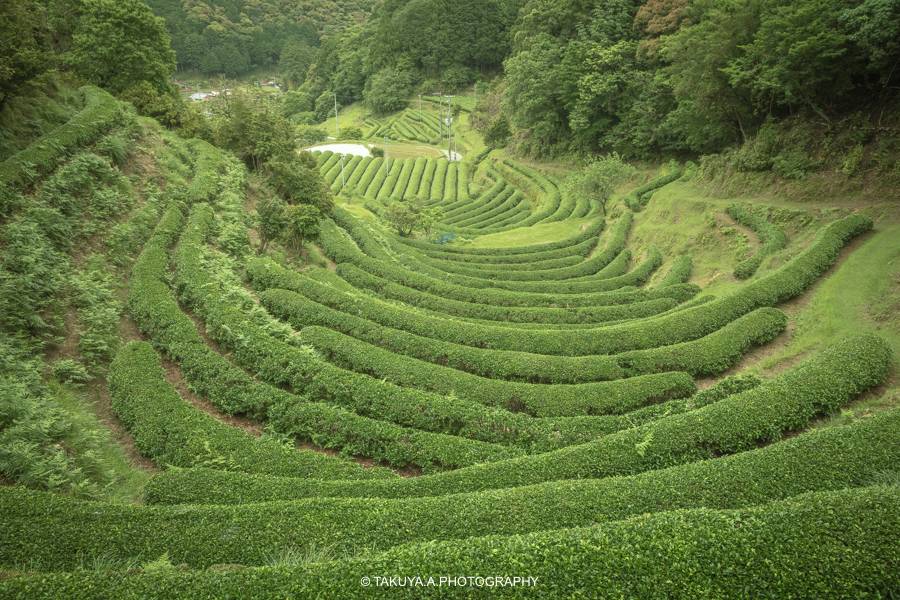 和歌山県の絶景 色川の茶畑