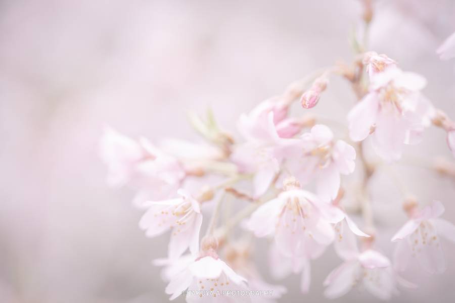 高知県の絶景 舟野のひょうたん桜