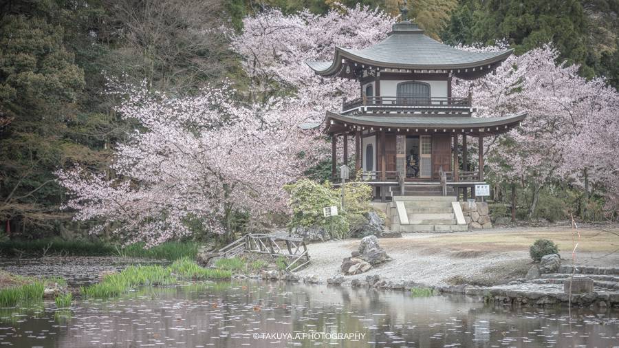 京都府の絶景 勧修寺の桜