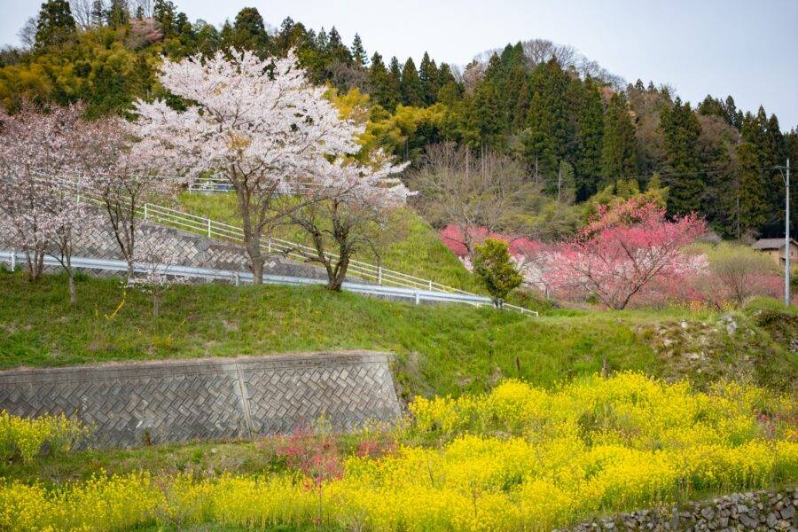 島根県の絶景 邑南町川角集落（天国に一番近い里）の花桃
