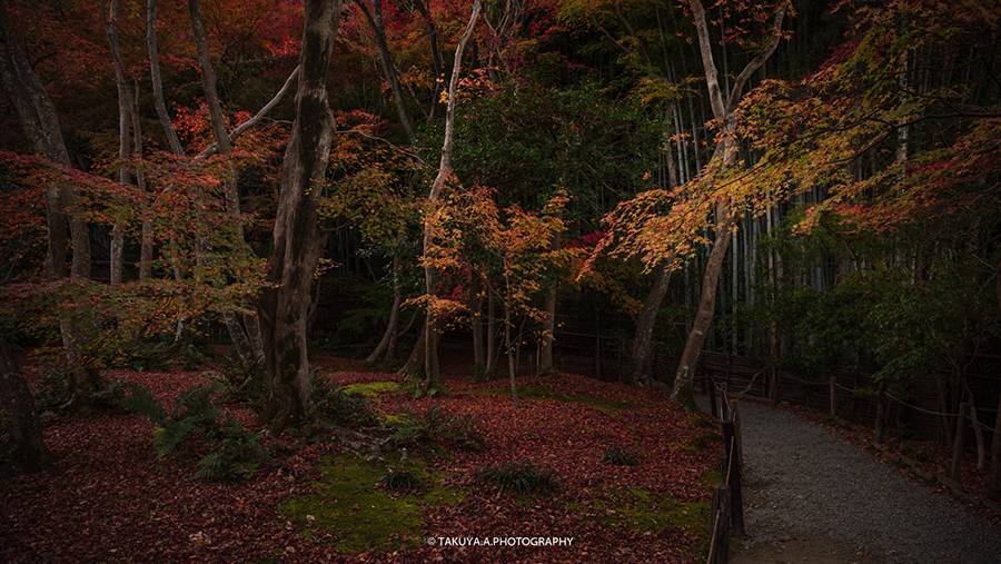 京都府の絶景 祇王寺の散紅葉