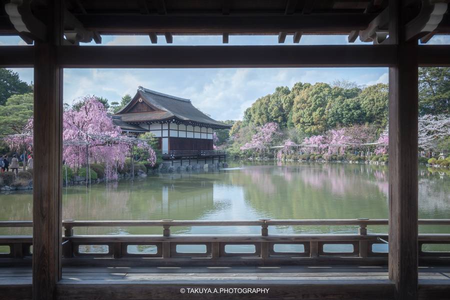京都府の絶景 平安神宮の桜