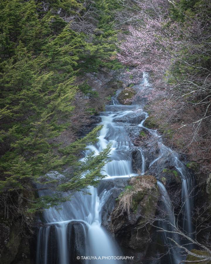 栃木県の絶景 竜頭の滝 桜