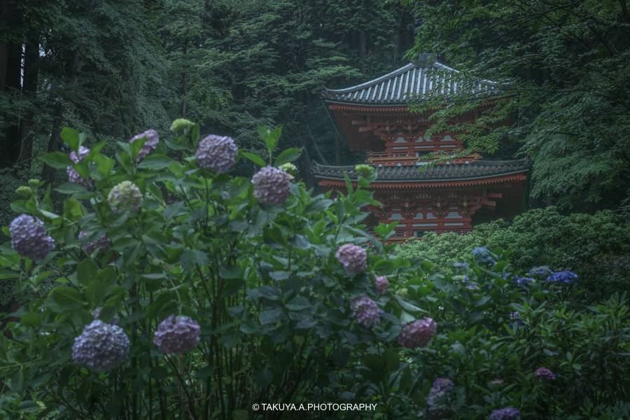 京都府の絶景 岩船寺の紫陽花