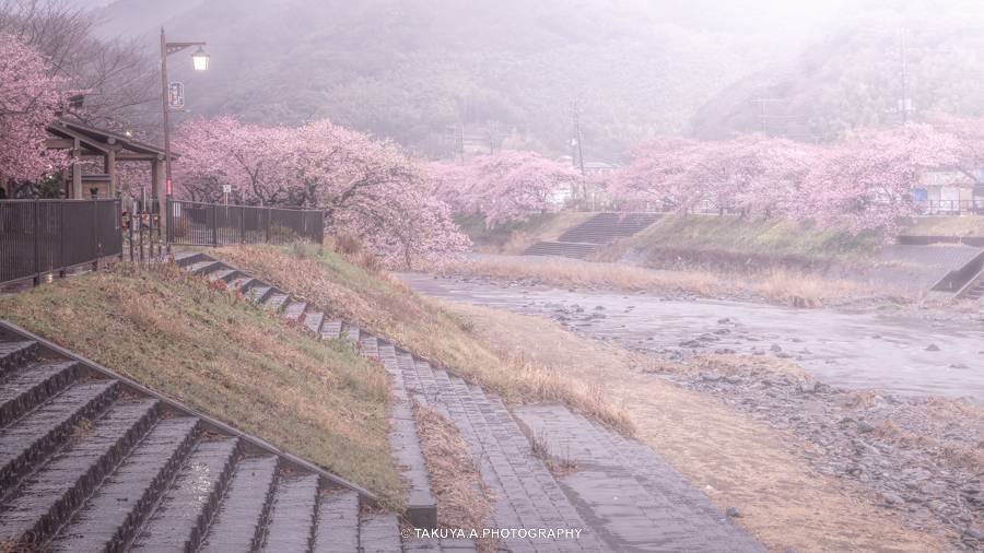 静岡県の絶景 河津桜まつりの河津桜と菜の花