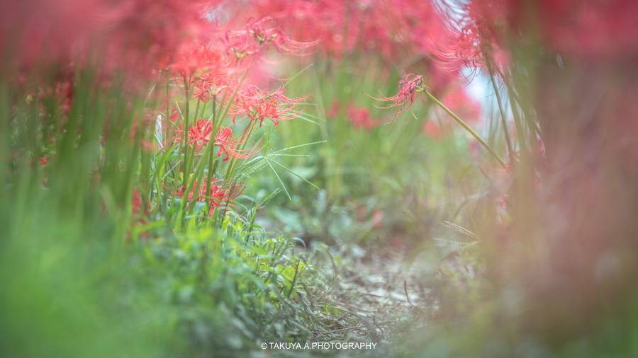 奈良県の絶景 九品寺の彼岸花と朝日