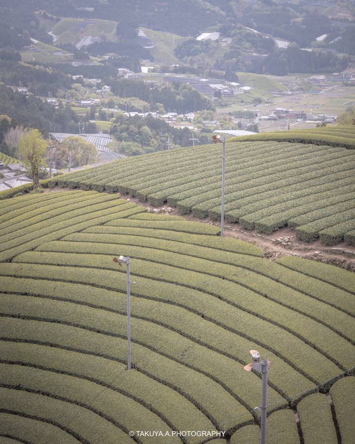 京都府の絶景 和束町の茶畑