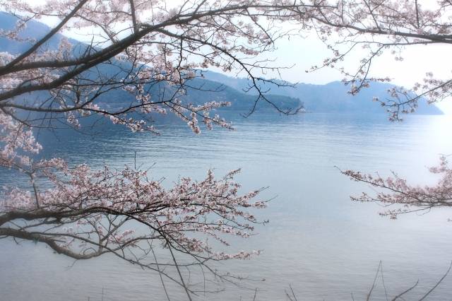 滋賀県の絶景 海津大崎の桜