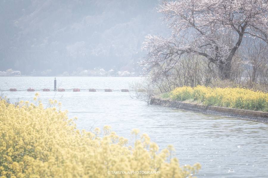 滋賀県の絶景 余呉湖の桜と菜の花