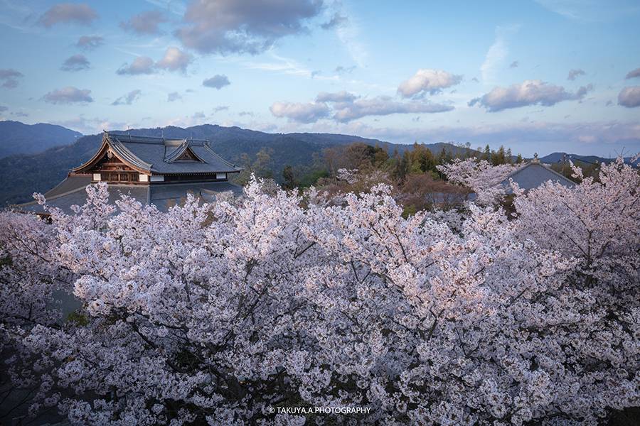 京都府の絶景 将軍塚青龍殿の桜ライトアップ