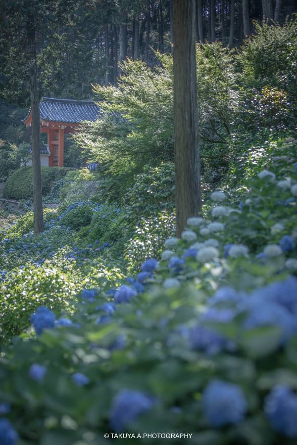 京都府の絶景 三室戸寺の紫陽花