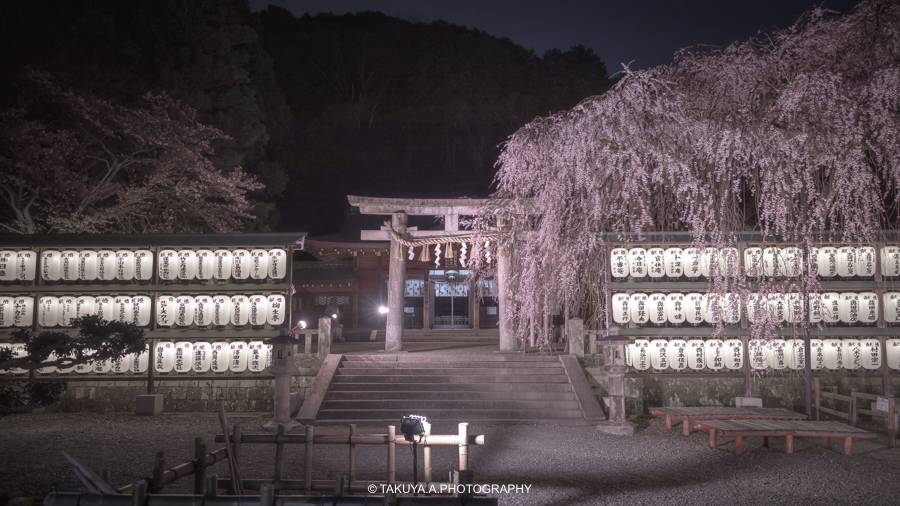 京都府の絶景 大石神社の桜