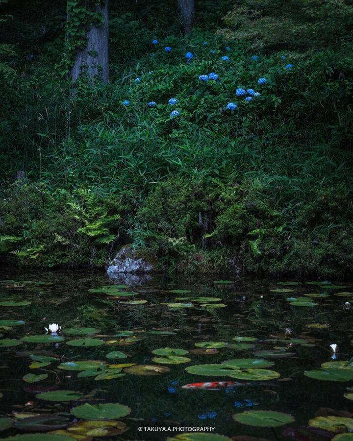岐阜県の絶景 モネの池の睡蓮と紫陽花
