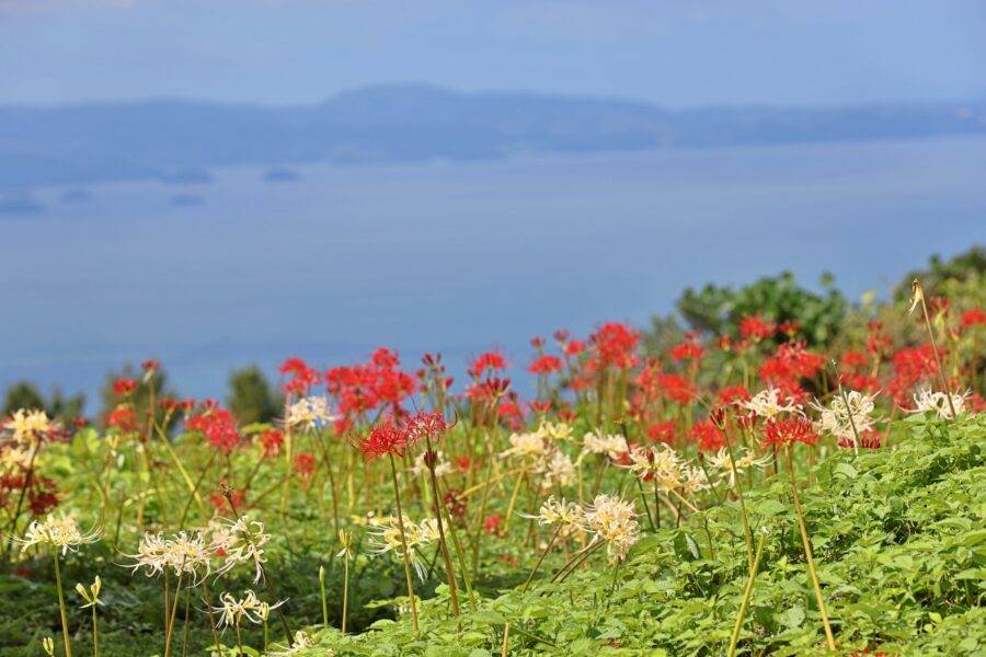長崎県の絶景 鉢巻山展望所の彼岸花