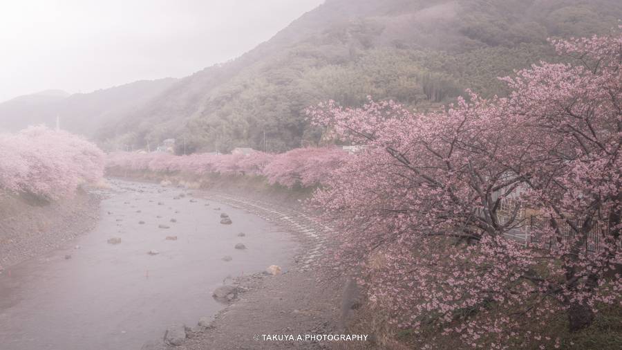 静岡県の絶景 河津桜まつりの河津桜と菜の花
